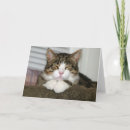 Suche nach rosa nase karten Katze