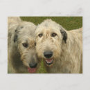 Suche nach irish wolfhound postkarten Haustier