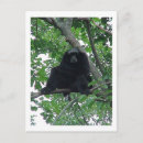 Recherche de gibon cartes postales Nature