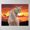 Recherche de lynx posters Coucher de soleil