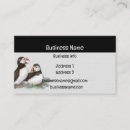 Suche nach puffin Vogel
