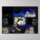 Recherche de loup bleu posters Loups