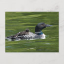 Recherche de affection cartes postales Animal