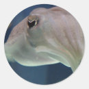 Recherche de calmar autocollants Mer