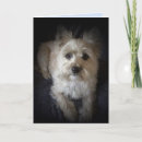Suche nach cairn terrier karten Kaninchen