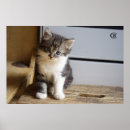 Recherche de chaton gris posters Adorable