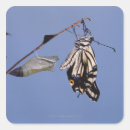Suche nach metamorphose Tierwelt