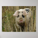Suche nach schwein niedlich poster Rosa