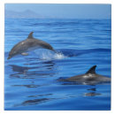 Suche nach dolphin fliesen Natur
