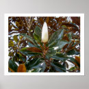 Suche nach magnolia poster Foto