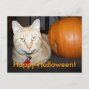 Recherche de chat orange cartes postales Animal