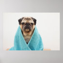 Recherche de visage drôle posters Chiot
