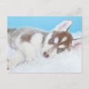 Recherche de petit chiot cartes postales Chien