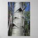 Suche nach aspen poster Colorado