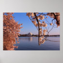Suche nach rosa kirschblüten poster Wasser
