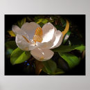Suche nach magnolie poster Natur