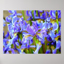 Recherche de purple iris posters Printemps