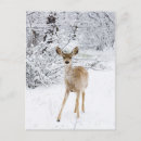 Recherche de chasse neige cartes postales Cerf