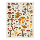 Suche nach weißer pilz poster Botanisch