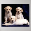 Recherche de de mur de chiot posters Décoration