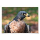 Suche nach falco poster Tierwelt