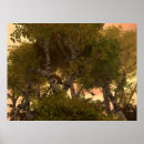 Suche nach katzen und vogel poster Baum