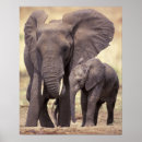 Suche nach elefanten familie poster Fauna