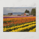 Suche nach tulpenfeld postkarten Washington