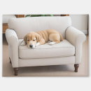 Recherche de chien de labrador magnets Chiot