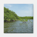Suche nach mangrove magnete Tropisch
