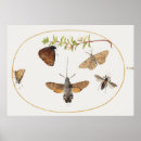 Suche nach moth poster Schmetterling