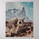 Suche nach yak poster Gebirge