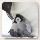 Recherche de pingouin dessous de verres L'antarctique