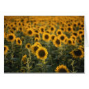 Recherche de vaucluse cartes postales Fleur