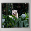 Recherche de tigres blancs posters Animaux