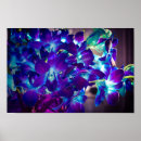 Suche nach blaue orchideen poster Natur