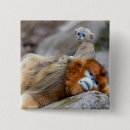 Recherche de singe badges Faune