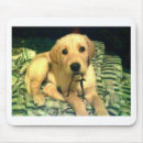 Recherche de chiot tapis souris Labrador