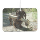 Recherche de dachshund voiture accessoires Mignon
