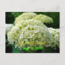 Recherche de hortensia blanc invitations Amour