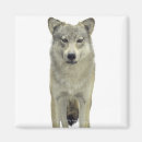 Recherche de concentration magnets Animal