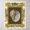 Suche nach muscheln poster Tritonshorn muschel