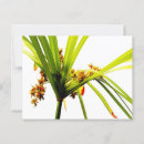 Suche nach elegantes muster postkarten Natur