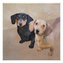 Recherche de dachshund posters Chiot