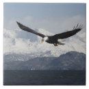 Suche nach weißkopfseeadler fliesen Haliaeetus