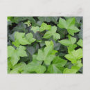Recherche de ivy cartes postales Plante