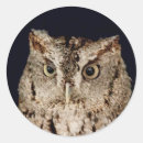 Recherche de oiseau de proie autocollants Animal