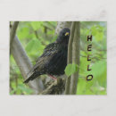 Recherche de etiquette cartes postales Gros plan
