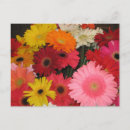Suche nach orange gerbera postkarten Gänse