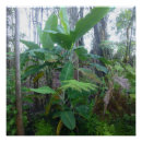 Recherche de banana posters Pomme